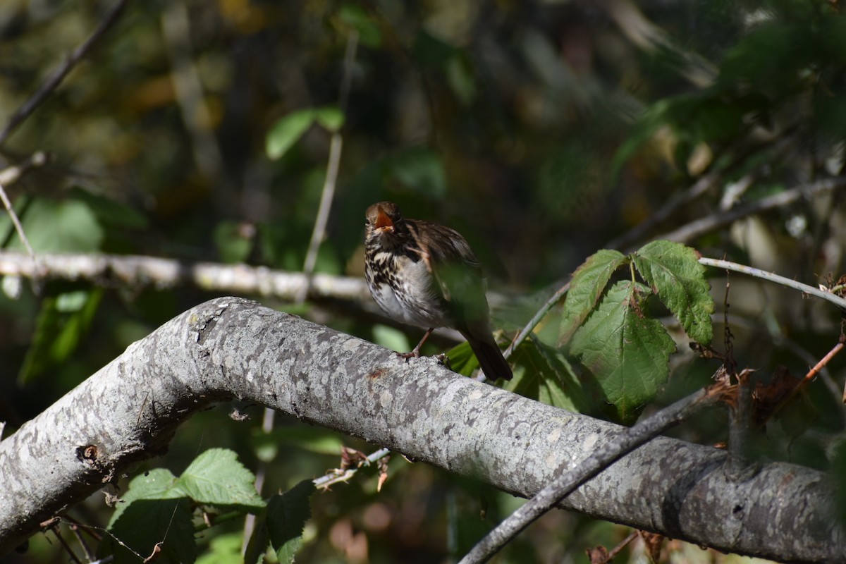 Hermit Thrush - ML612272028