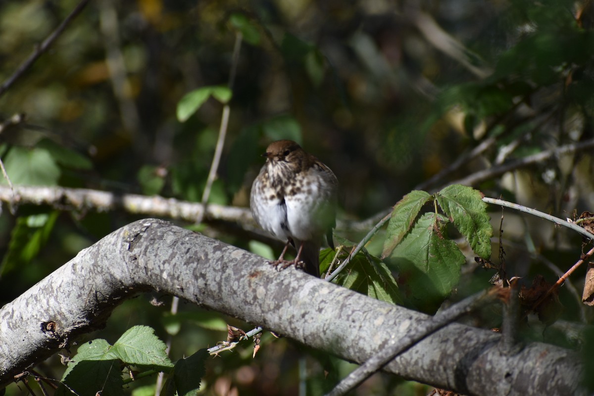 Hermit Thrush - ML612272029