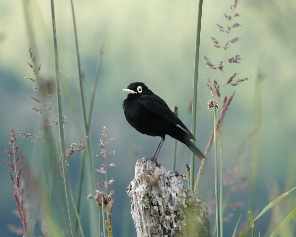 Spectacled Tyrant - ML612272030