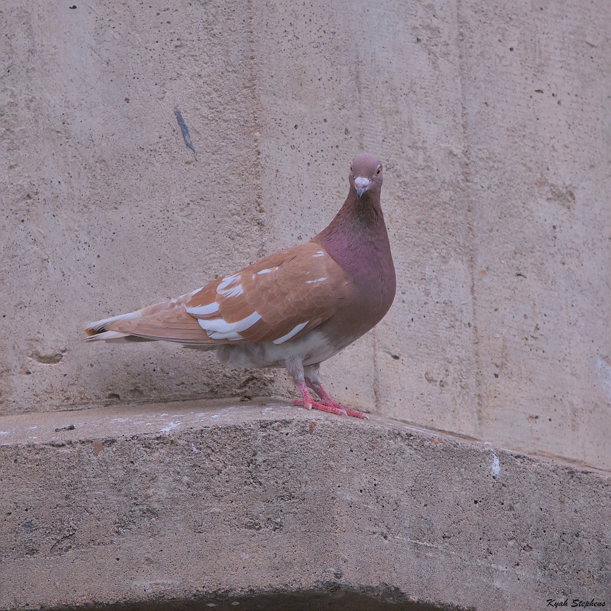 Rock Pigeon (Feral Pigeon) - ML612272106
