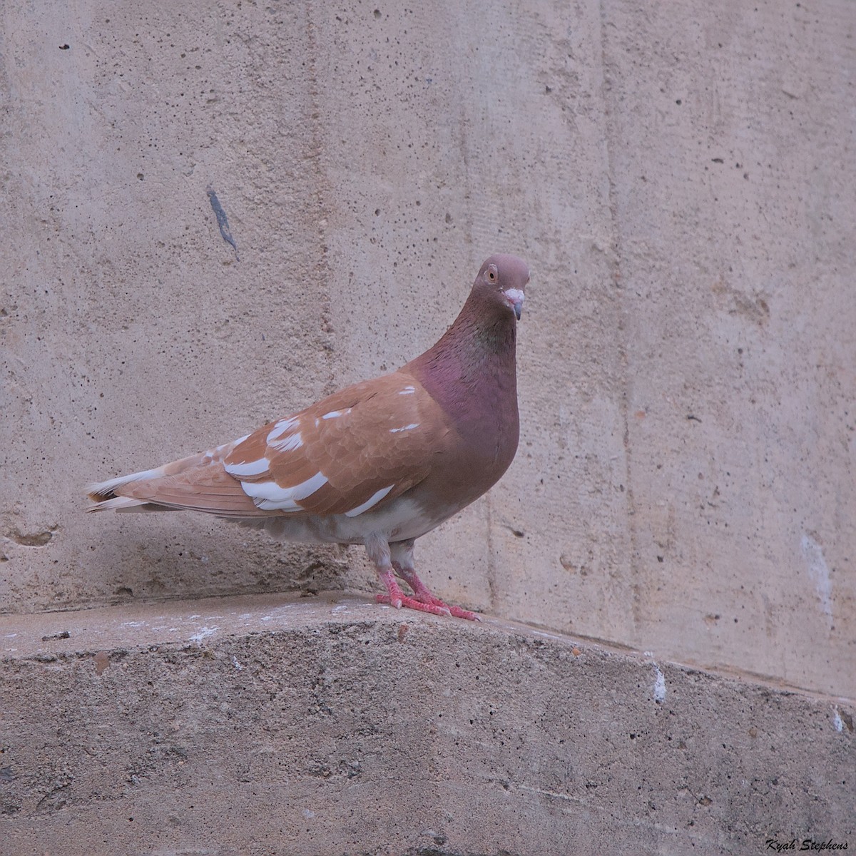 Rock Pigeon (Feral Pigeon) - ML612272108