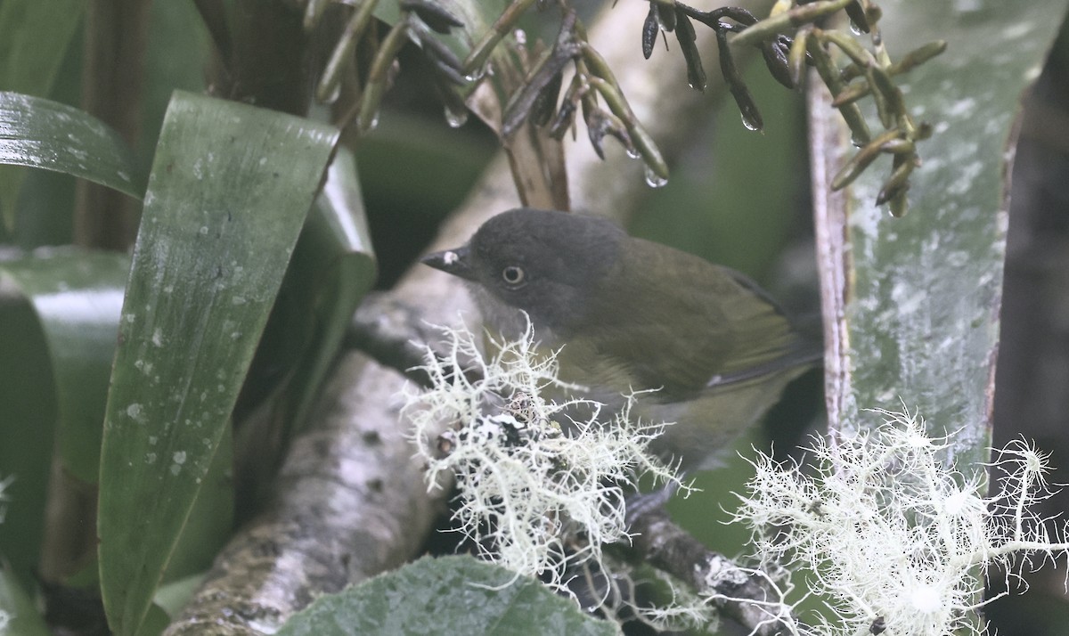 Clorospingo Común (grupo flavopectus) - ML612272146