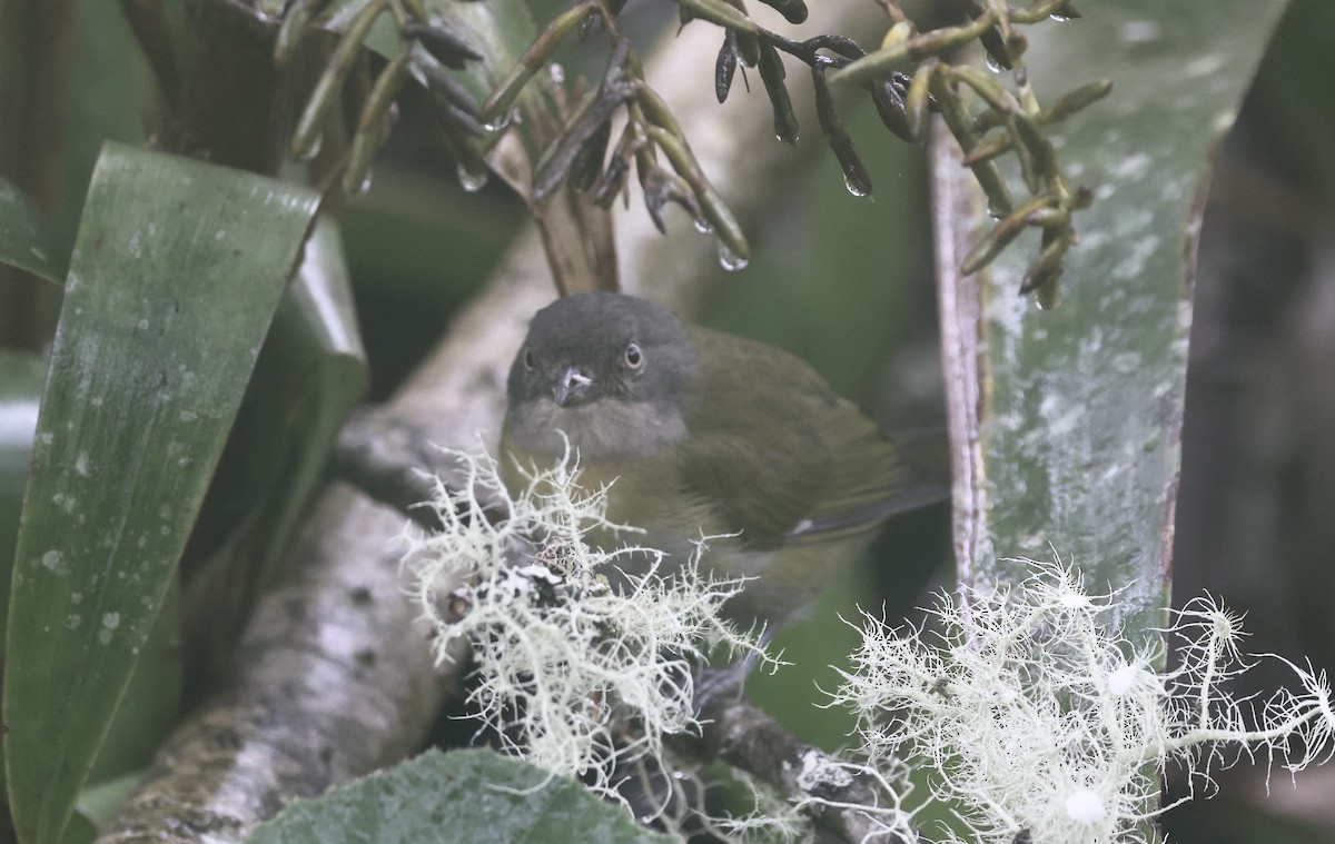 Clorospingo Común (grupo flavopectus) - ML612272147