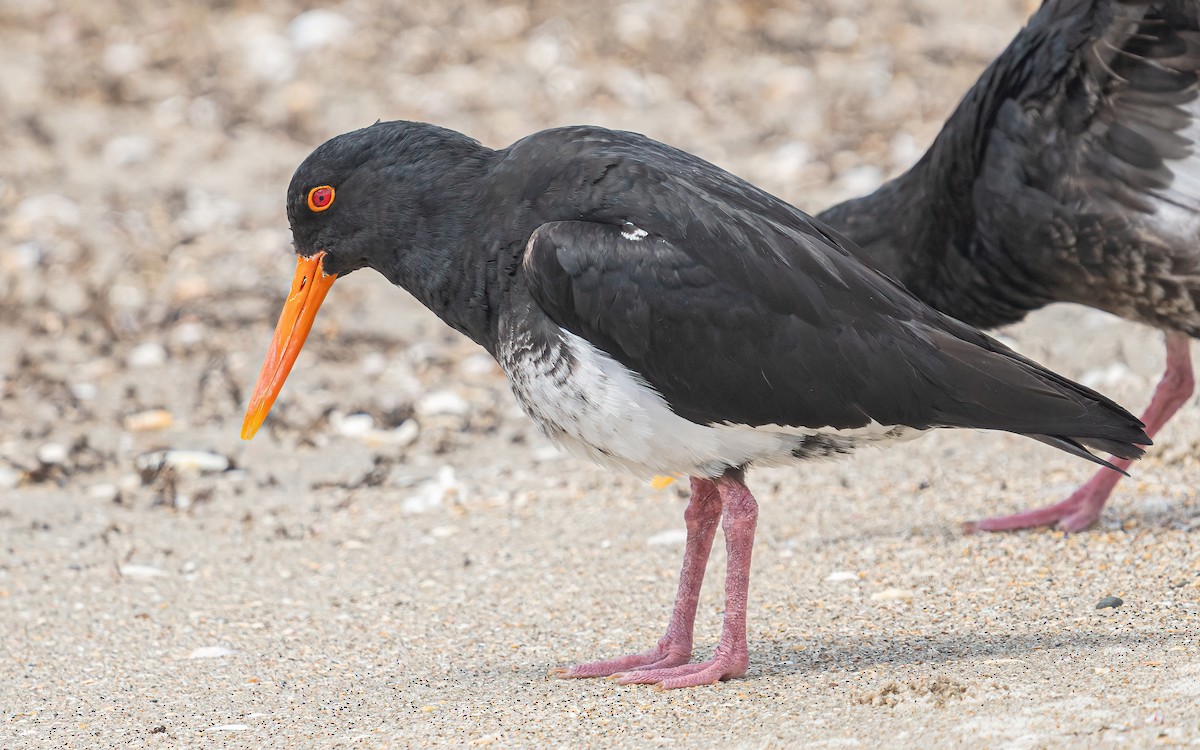 Variable Oystercatcher - ML612272163