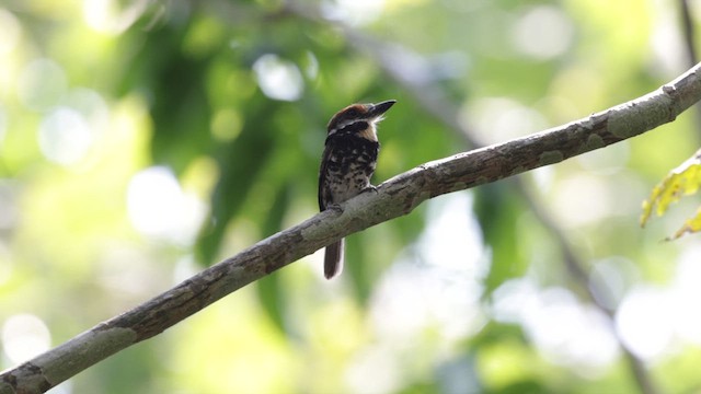 Chestnut-capped Puffbird - ML612272173