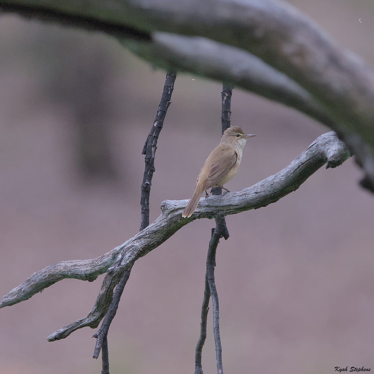 Australian Reed Warbler - ML612272200