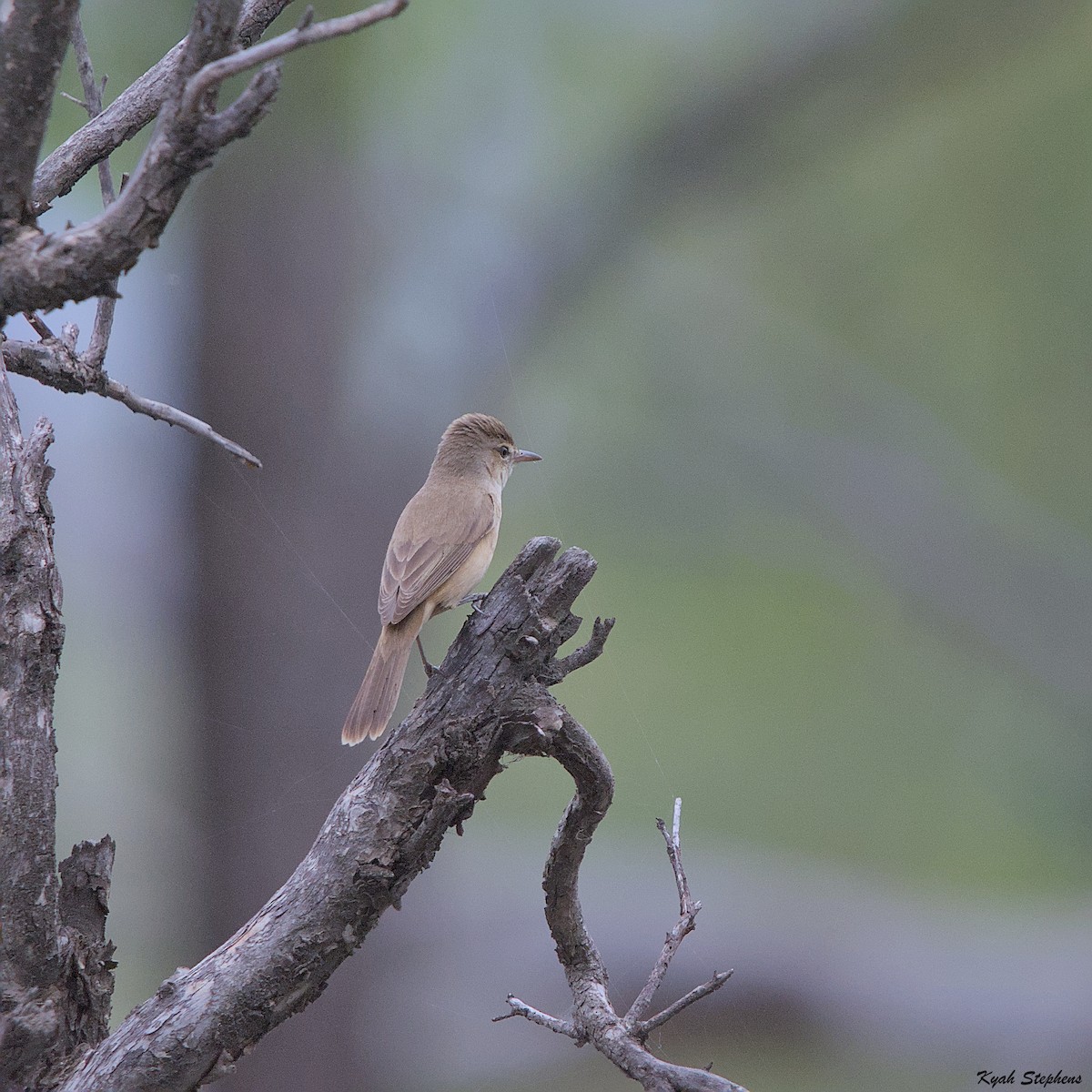 Australian Reed Warbler - Kyah Stephens