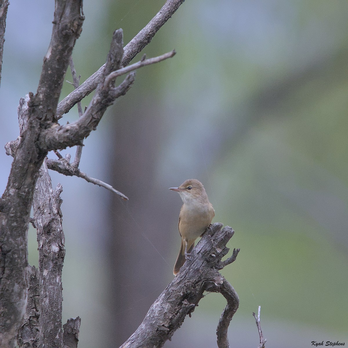 Australian Reed Warbler - ML612272202