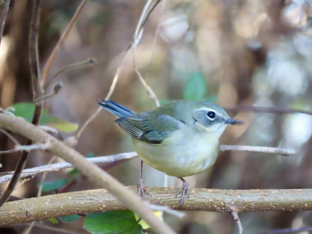 Black-throated Blue Warbler - ML612272313