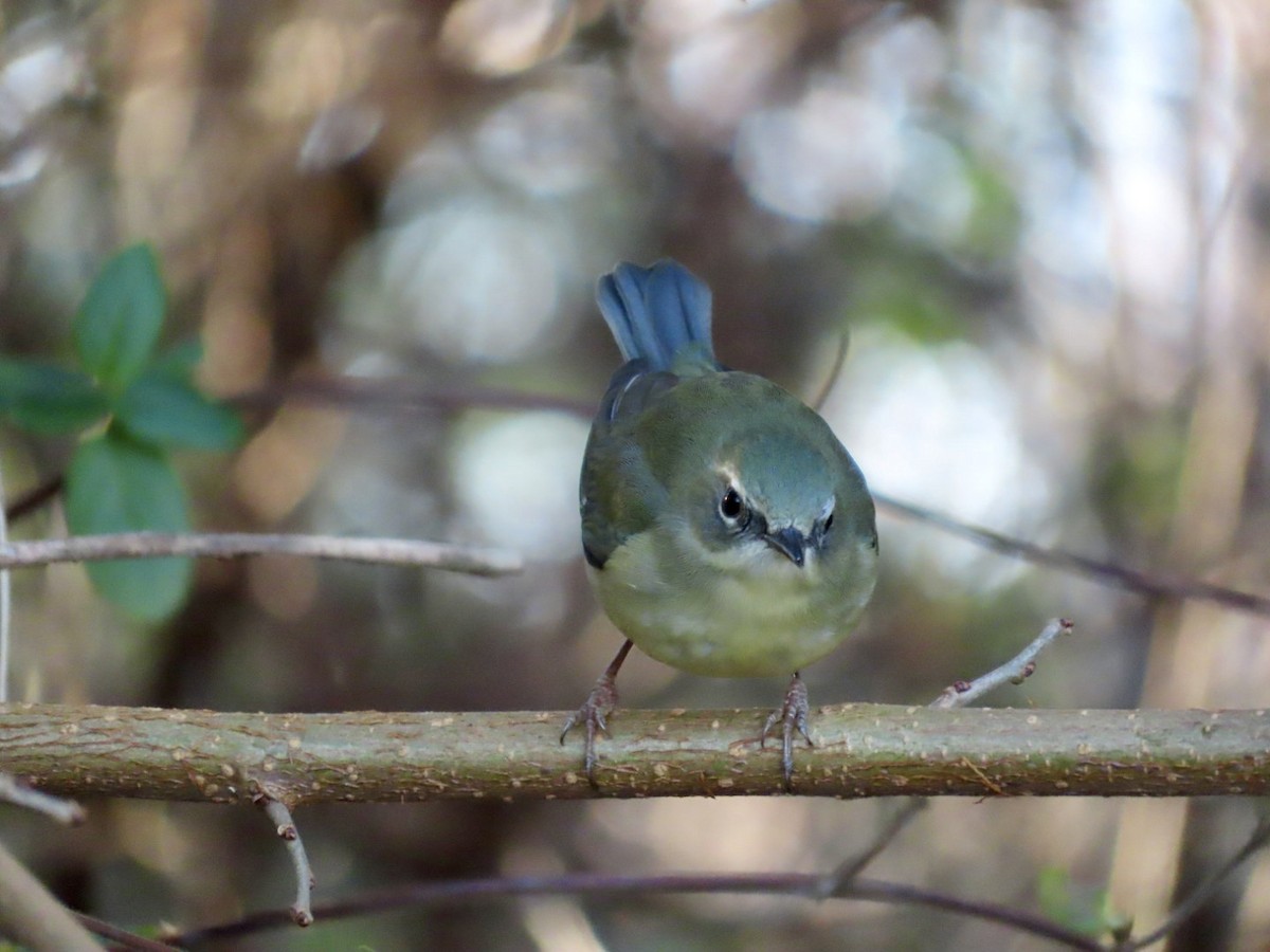 Black-throated Blue Warbler - ML612272315