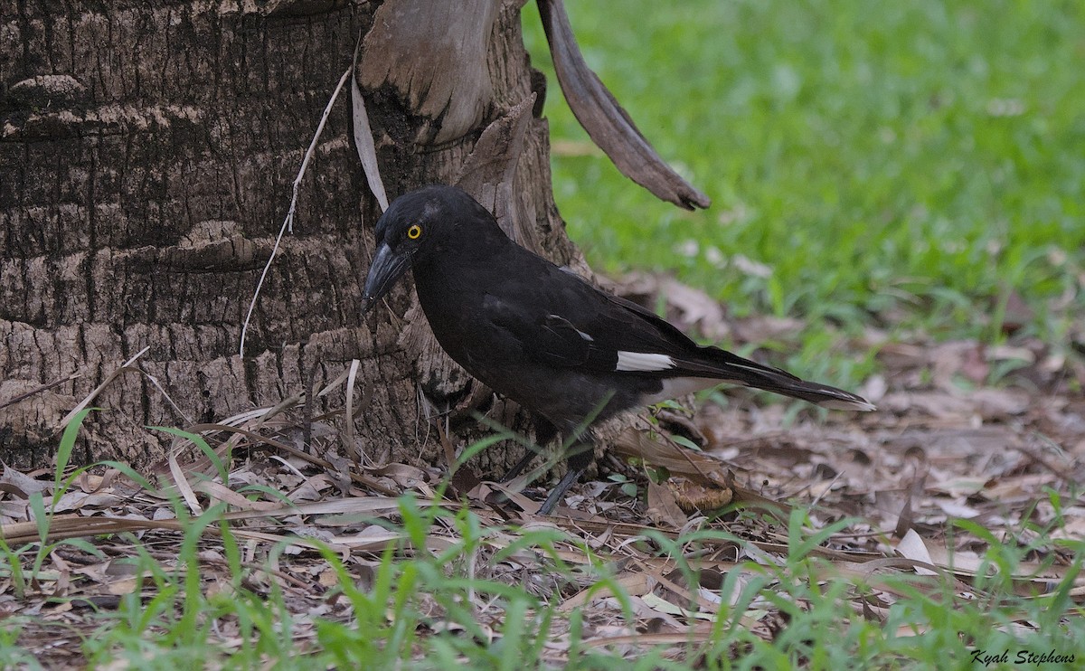 Pied Currawong - ML612272325