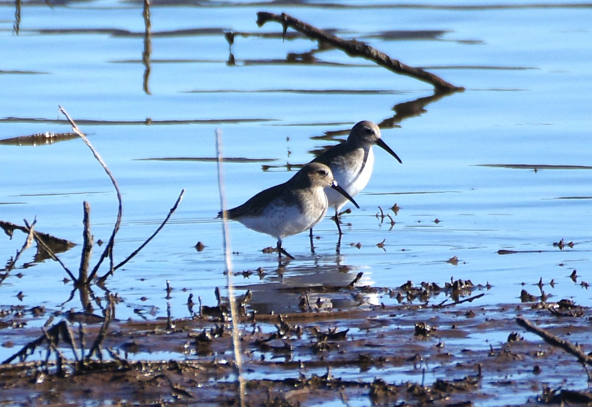 Dunlin - ML612272331