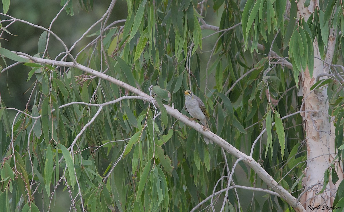 Yellow-throated Miner - Kyah Stephens