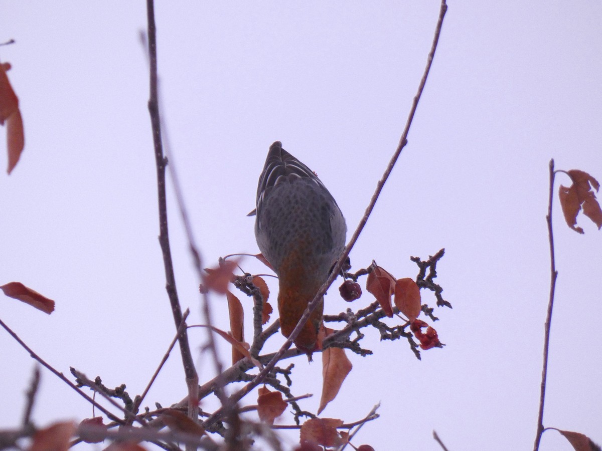 Pine Grosbeak - ML612272381