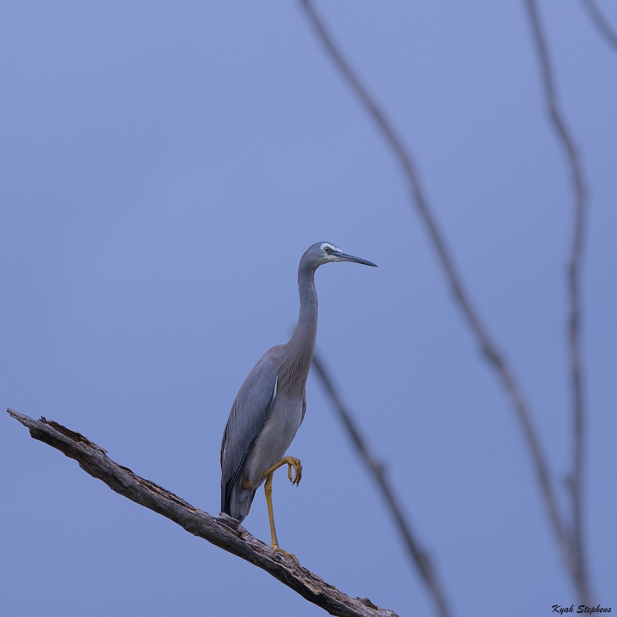 White-faced Heron - ML612272385