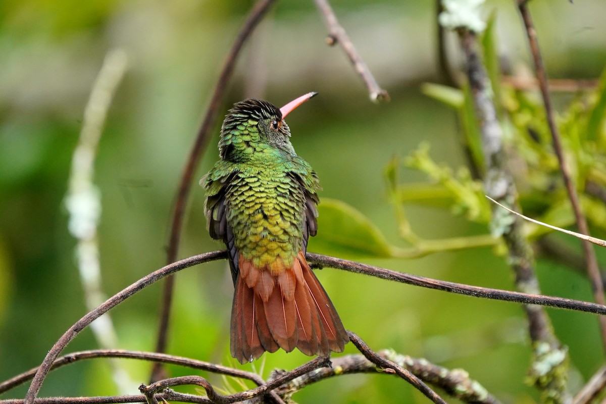 Rufous-tailed Hummingbird (Rufous-tailed) - ML612272435