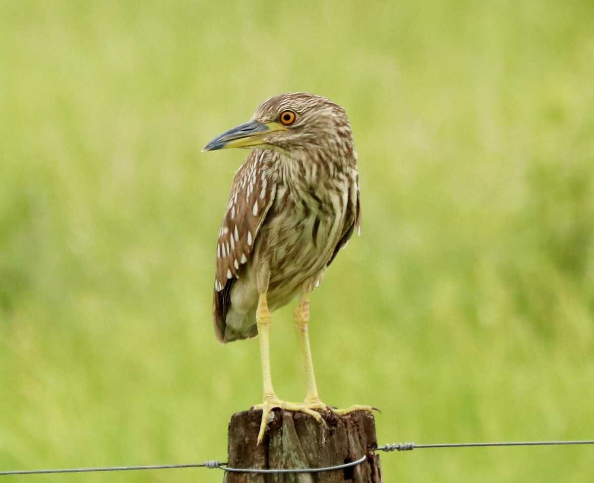 Black-crowned Night Heron - ML612272460