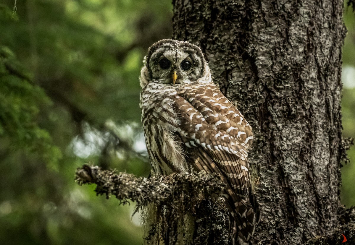 Barred Owl - David Rodríguez Arias