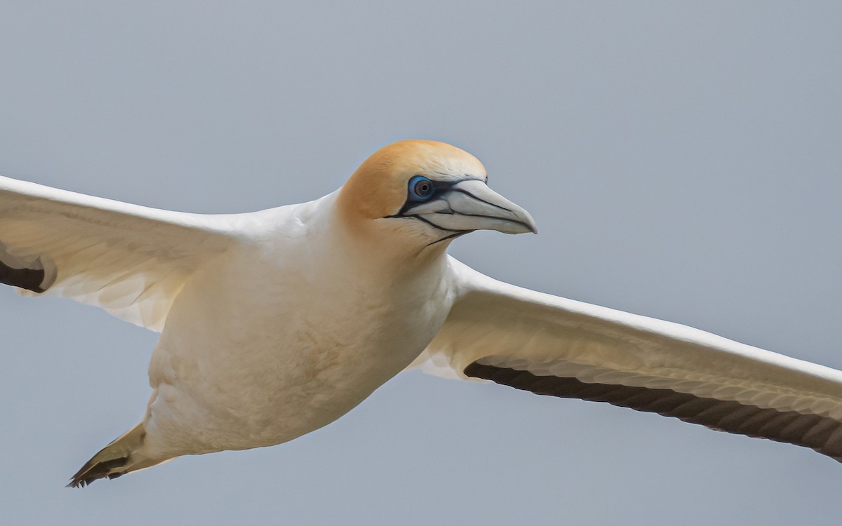 Australasian Gannet - ML612272579