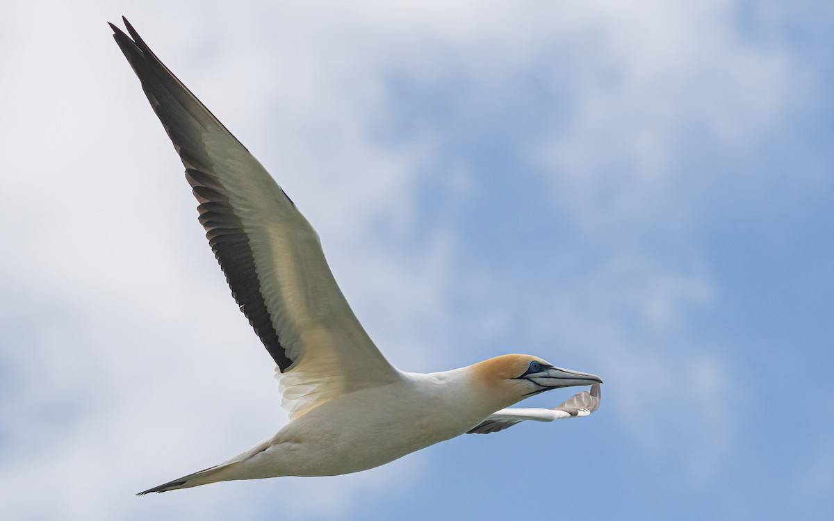 Australasian Gannet - ML612272599