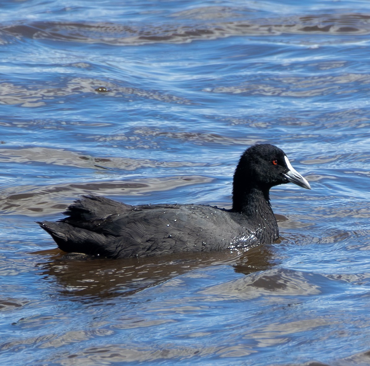 Eurasian Coot - ML612272760