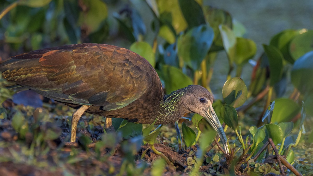 grønnakkeibis - ML612272818