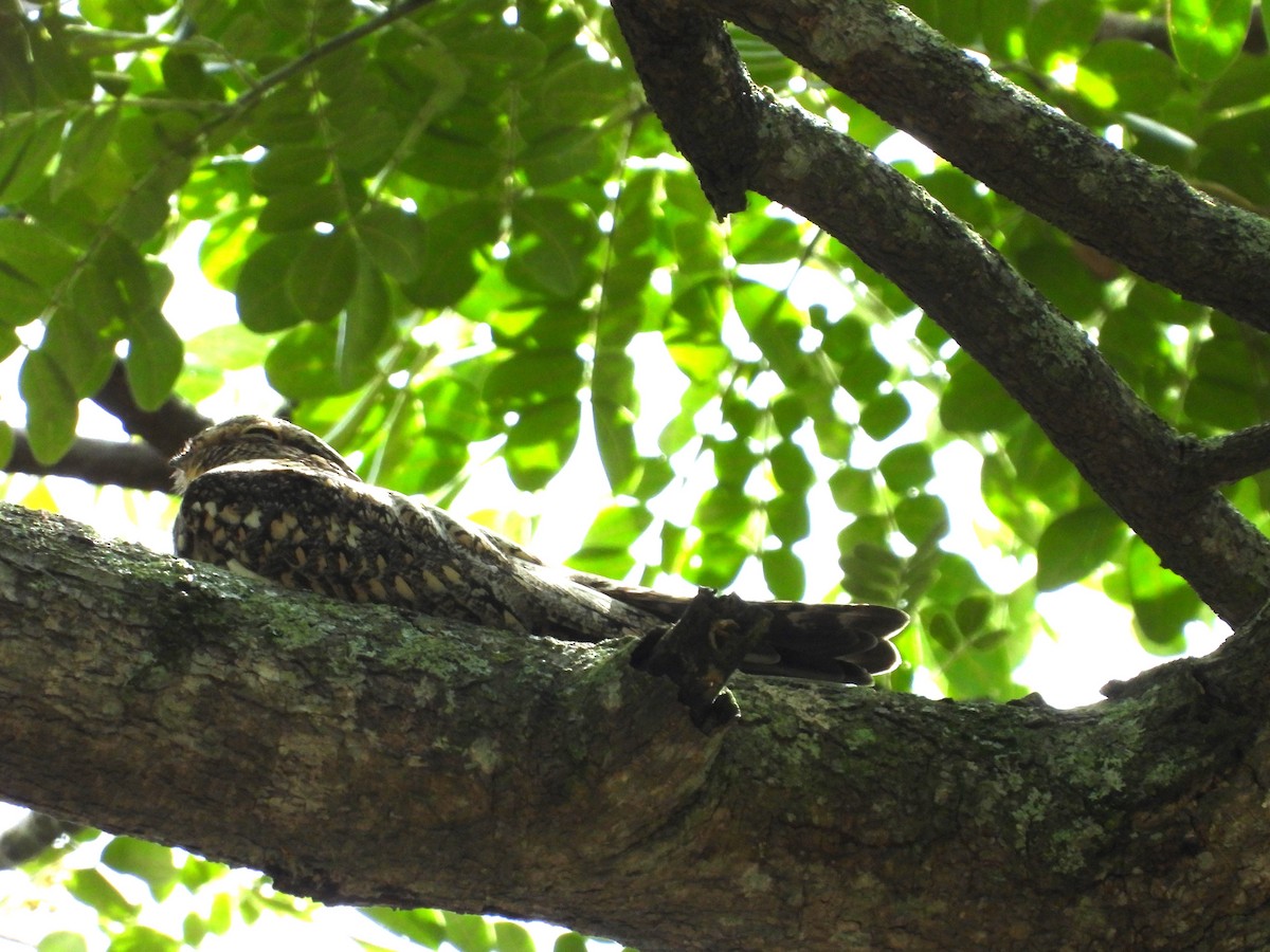 Lesser Nighthawk - ML612272837