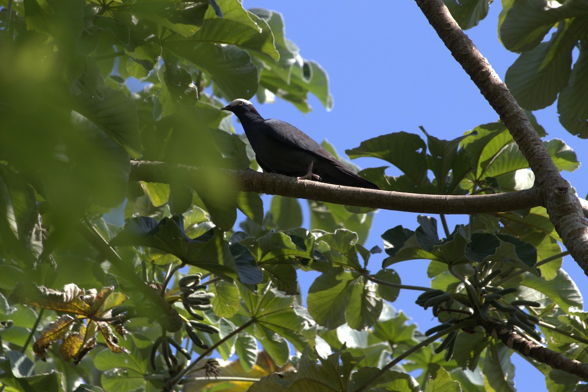 White-crowned Pigeon - ML612272862