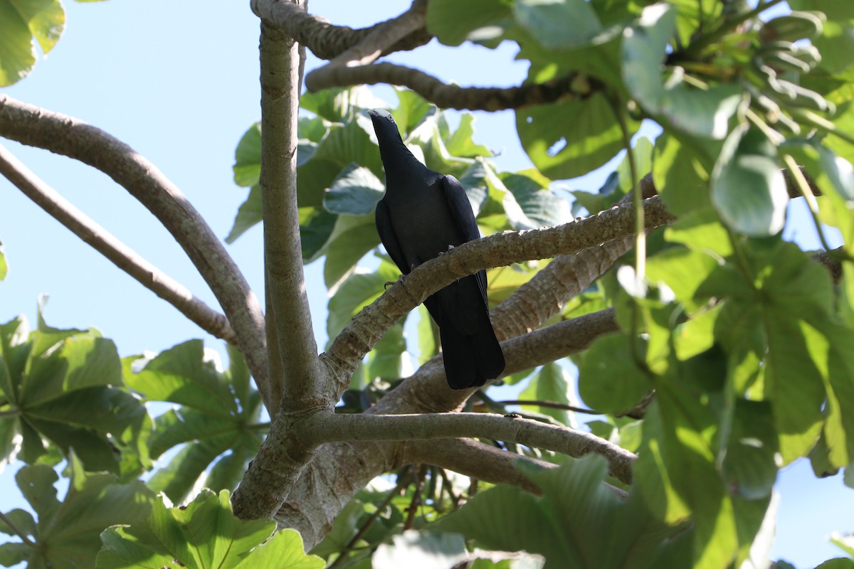 White-crowned Pigeon - ML612272867