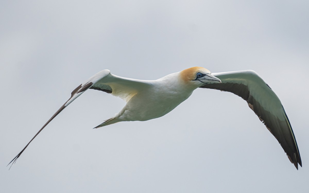 Australasian Gannet - ML612272897