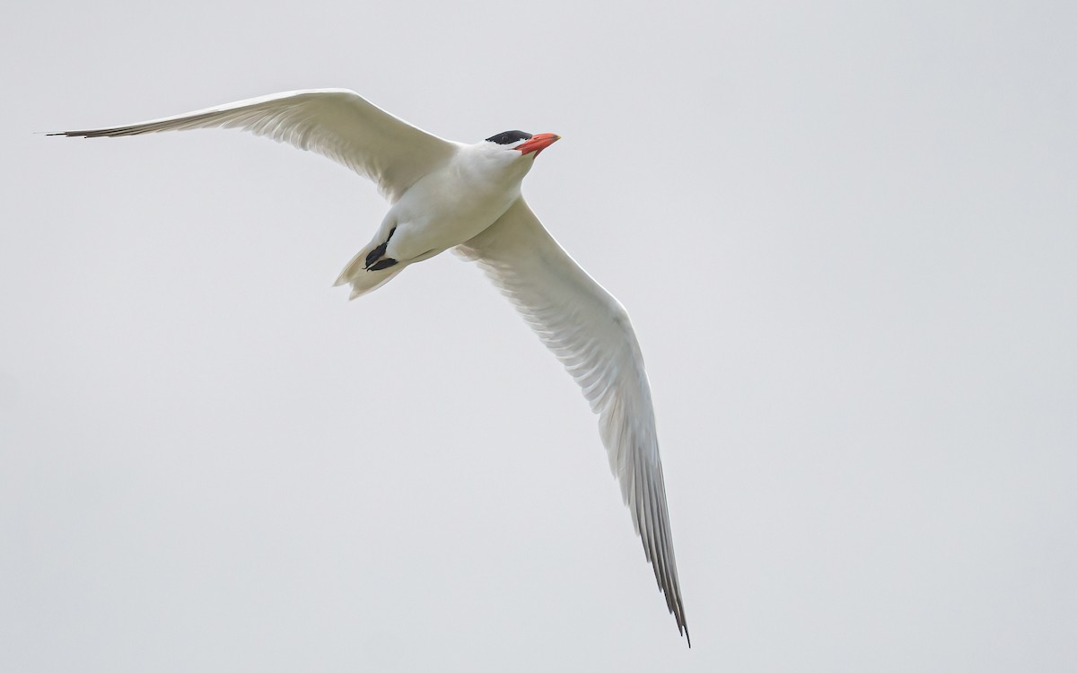 Caspian Tern - Wouter Van Gasse