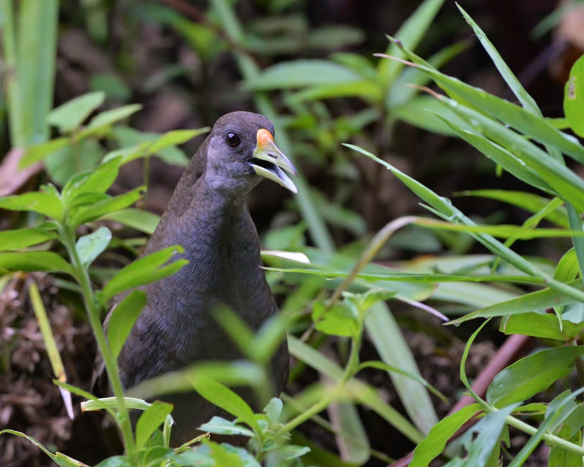 Pale-vented Bush-hen - ML612273026