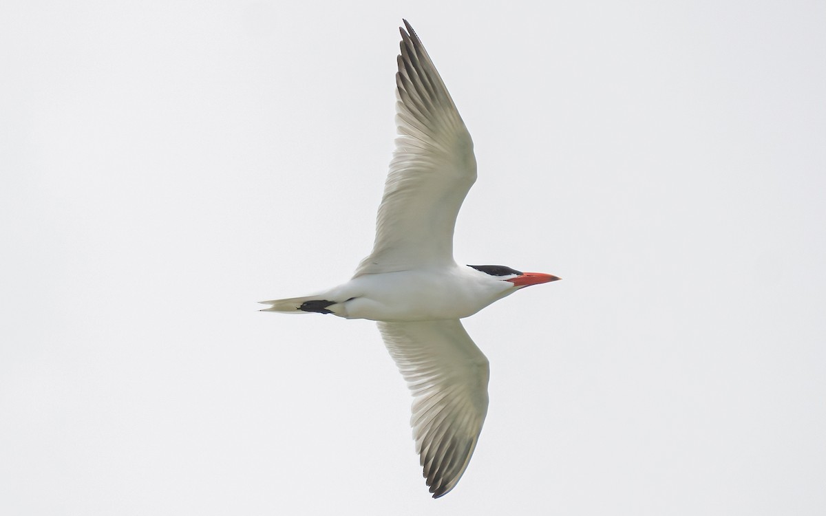 Caspian Tern - ML612273115