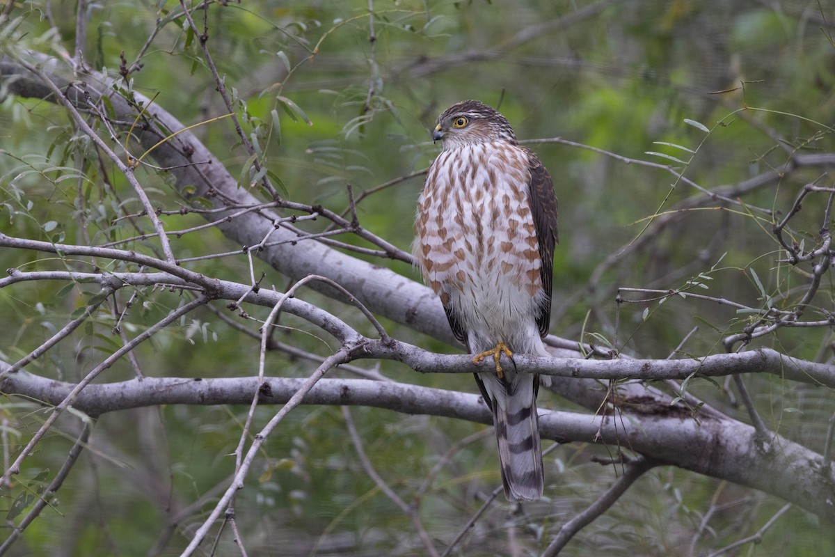 Sharp-shinned Hawk (Northern) - ML612273121