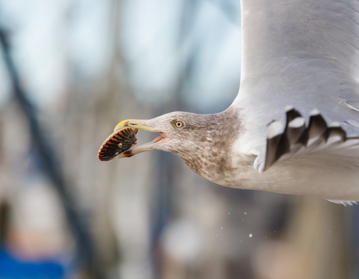 Gaviota Argéntea - ML612273125