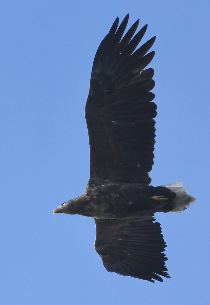 White-tailed Eagle - norman wu
