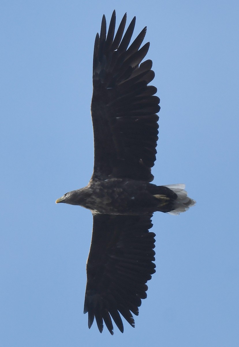 White-tailed Eagle - ML612273164