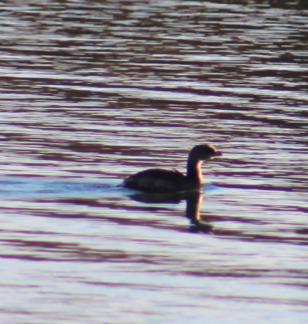 Pied-billed Grebe - ML612273189