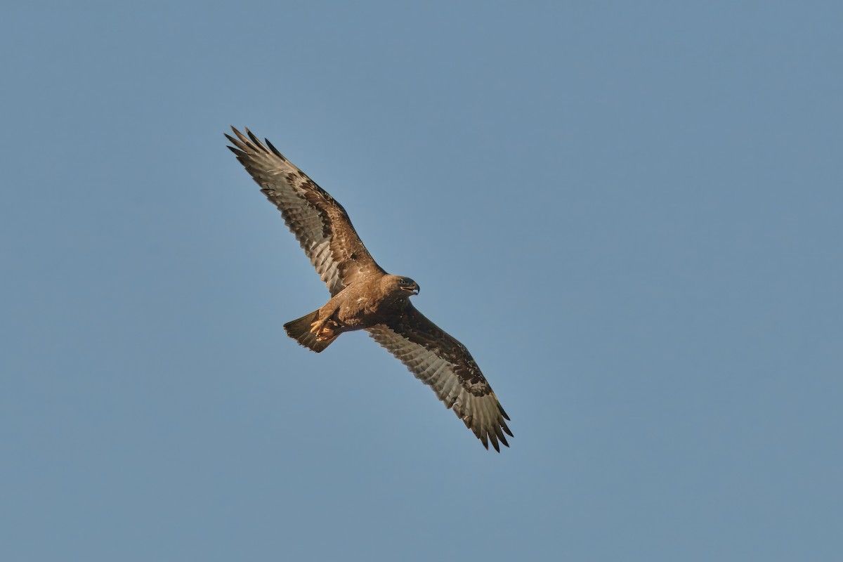 Ferruginous Hawk - emily neale