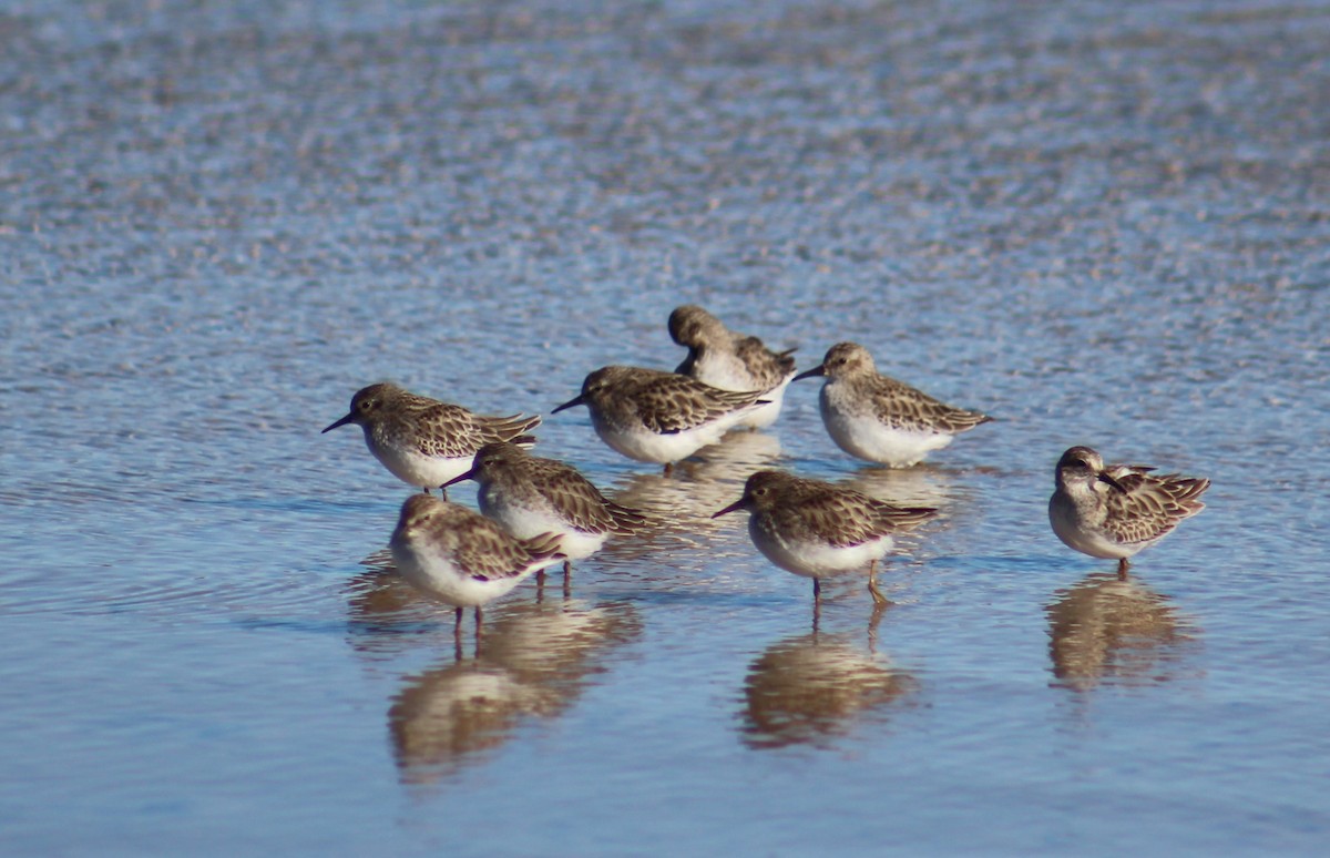 Least Sandpiper - ML612273232