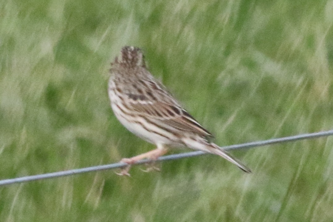 Savannah Sparrow - ML612273320