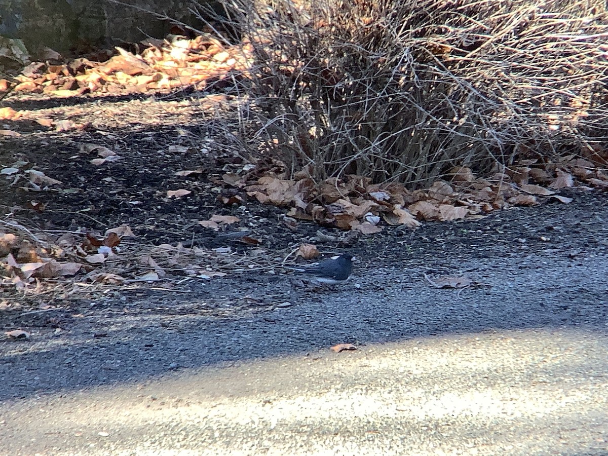 Junco ardoisé - ML612273327