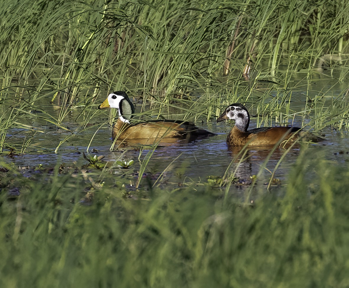 African Pygmy-Goose - ML612273332