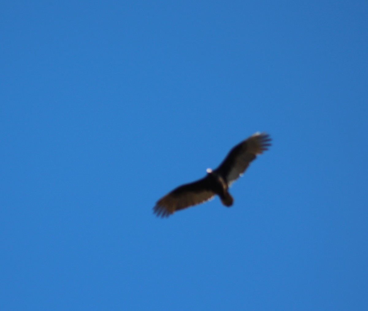 Turkey Vulture - ML612273379