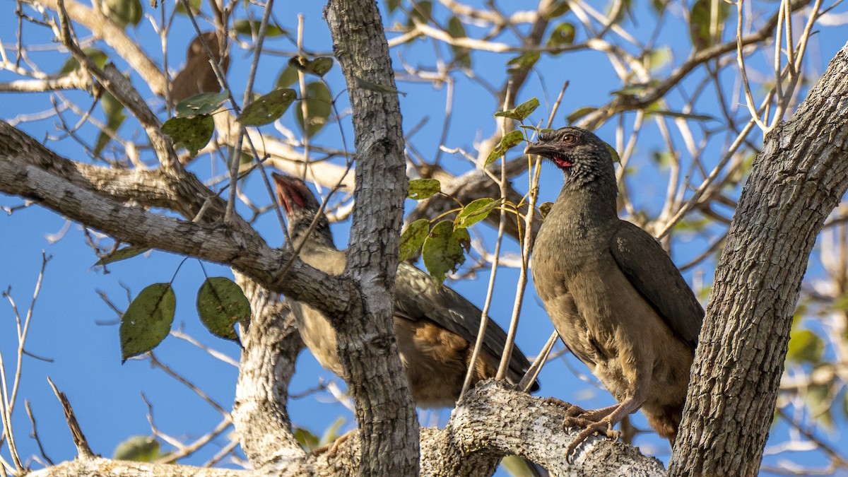 Chaco Chachalaca - Aldrey Cruz