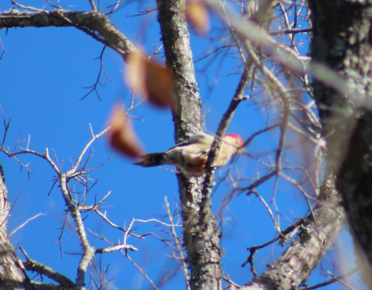 Red-bellied Woodpecker - ML612273398