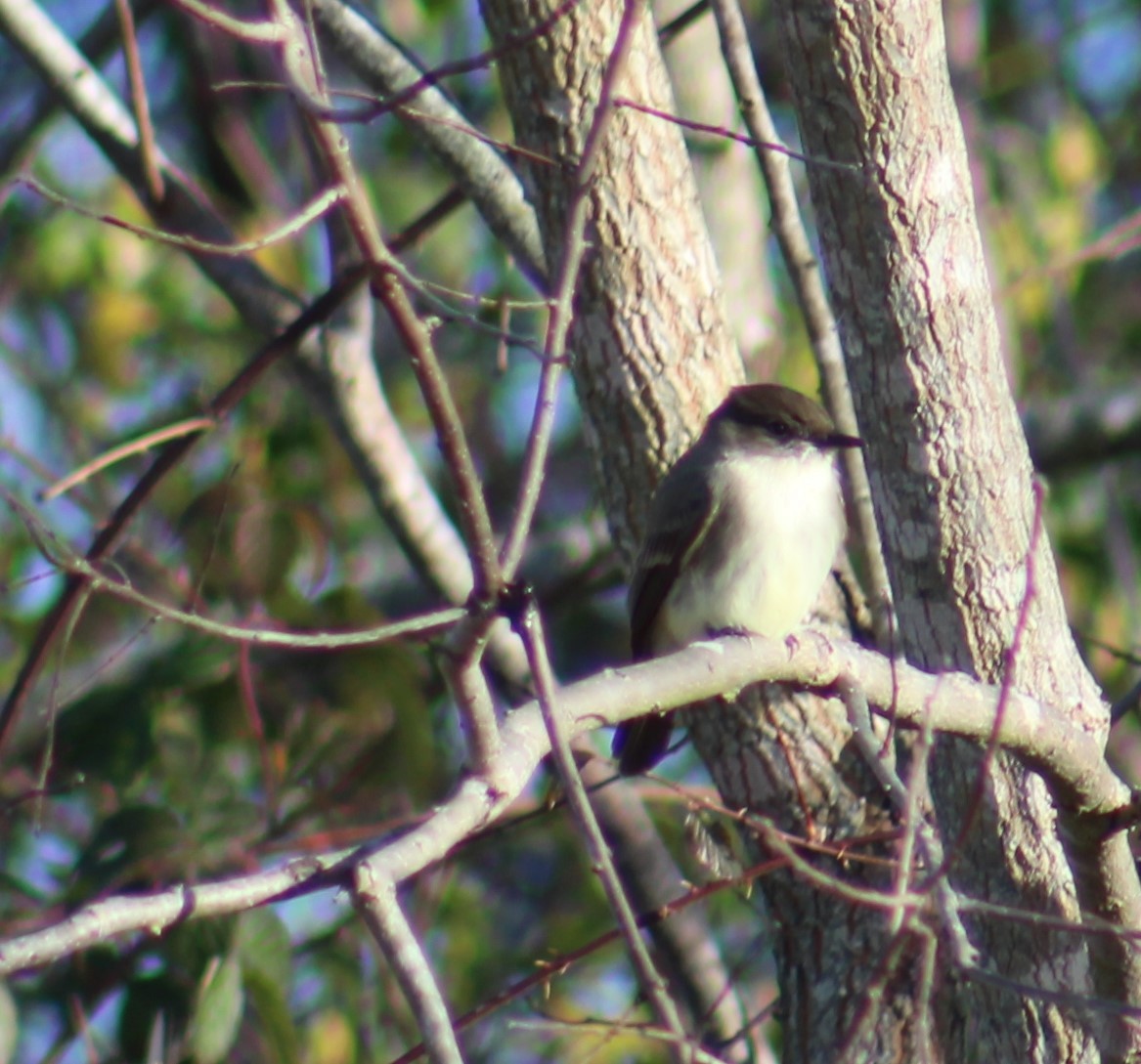 Eastern Phoebe - ML612273415