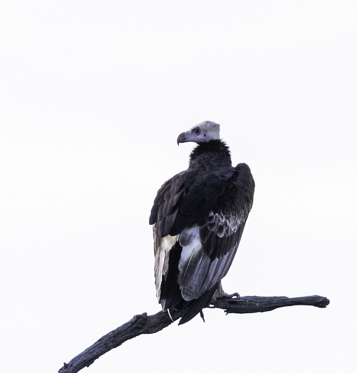 Lappet-faced Vulture - ML612273430