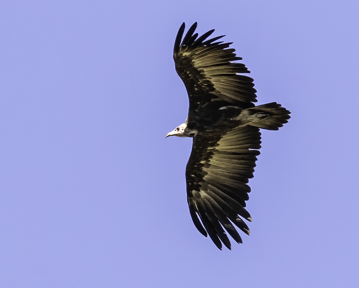 Lappet-faced Vulture - ML612273435