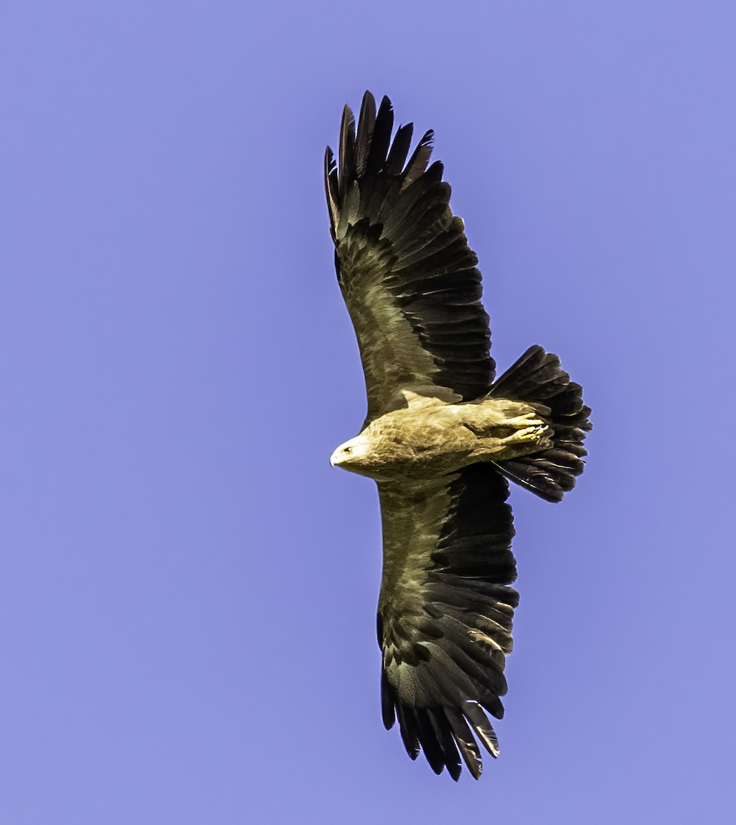 Tawny Eagle - ML612273455